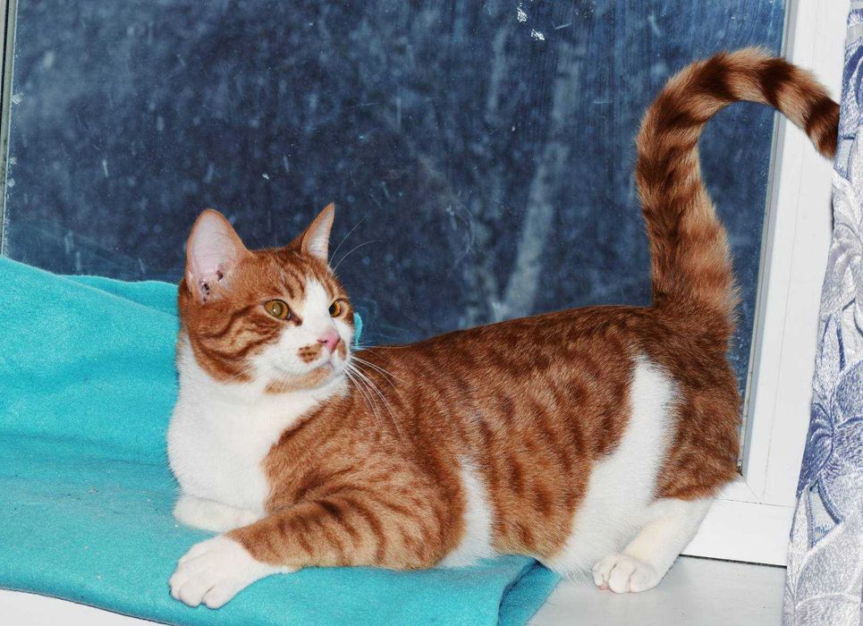 Рыжие котики в поиске любящей семьи!