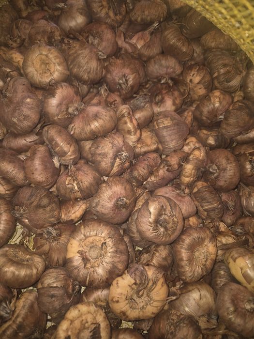 Cebulki mieczyków Mieczyki kwiaty