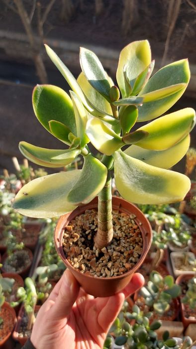 Crassula  Ogre Ears  Крассула Вуха Огра
