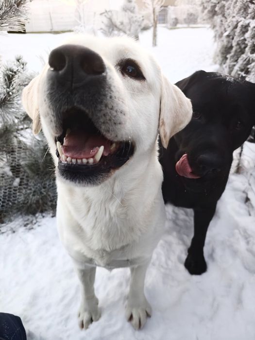 Labrador Retriever suczka