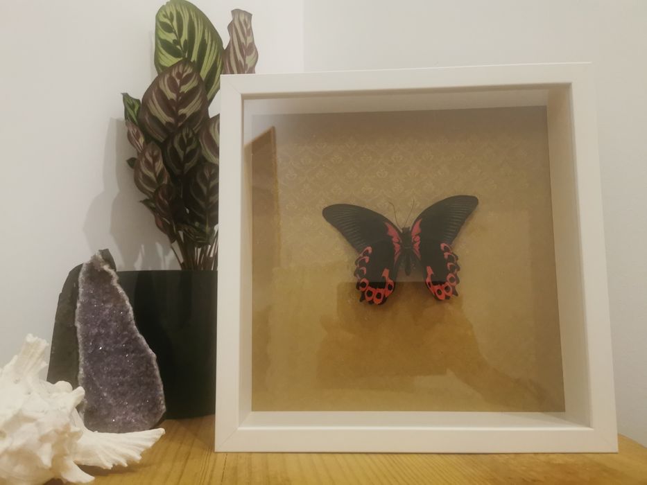 Borboleta real Scarlet Mormon64552965566850121