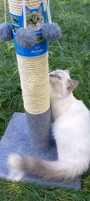 Кошенята/котенята регдол,невська маскарадна сільвер пойнт/silver point