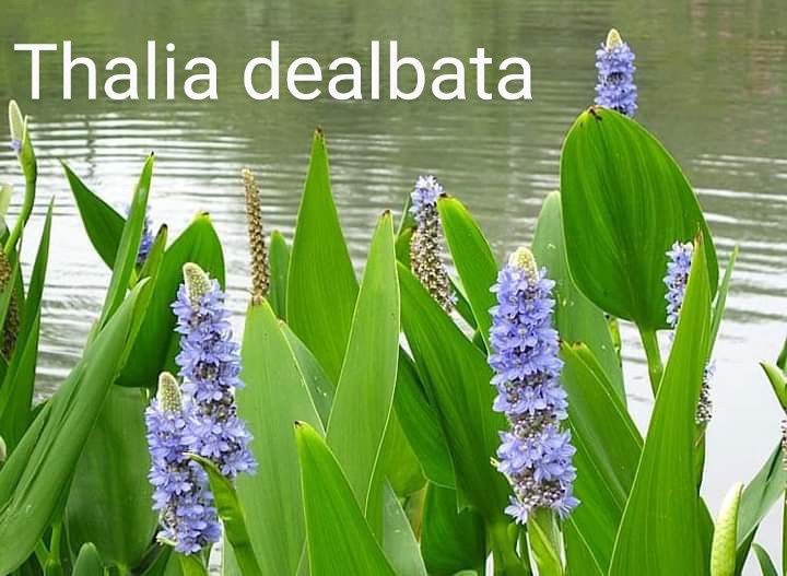 Plantas Acorus para lagos