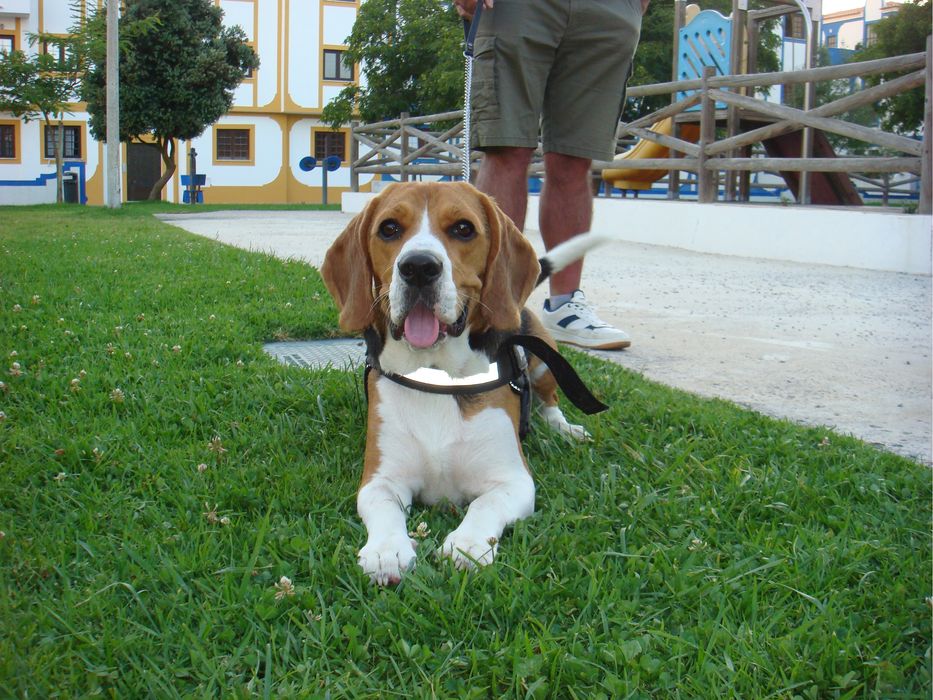 Cão Beagle com 2 aninhos para adoção responsável