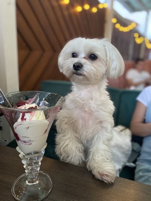 Хлопчик Мальтійська болонка