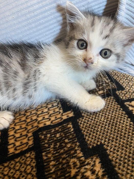 Котики безкоштовно!