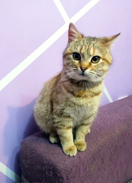 Даша проситься в сім'ю