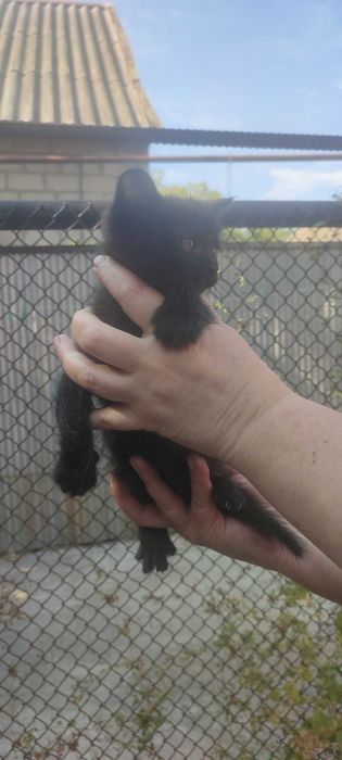 Отдам котят в хорошие руки