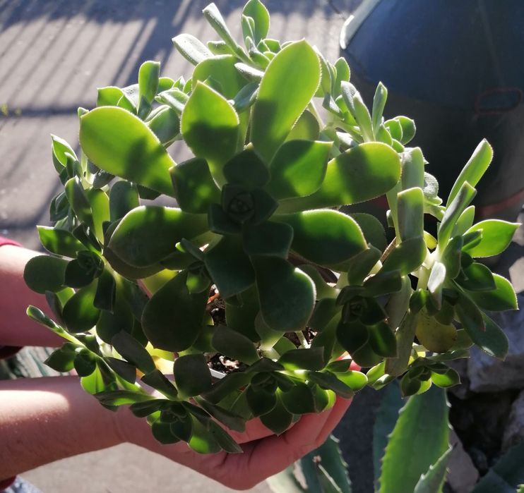 Suculenta Aeonium haworthil