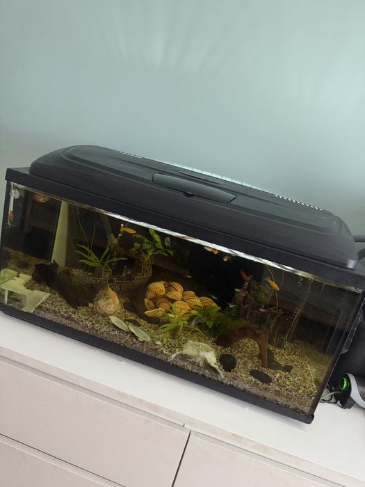 Akwarium 210l z osprzętem