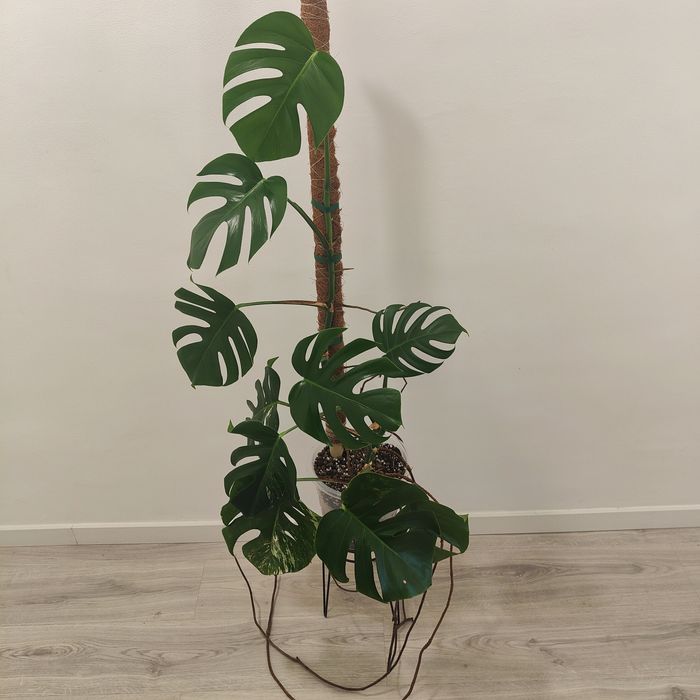 Montera deliciosa // planta interior