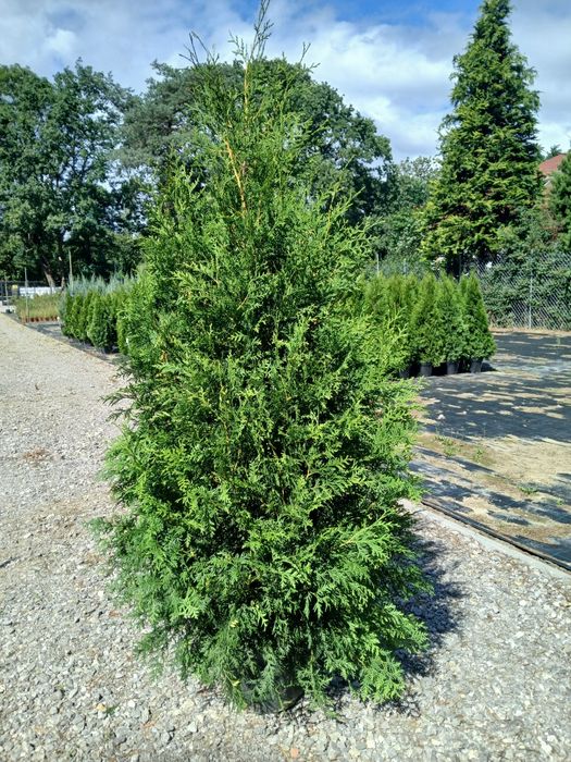 Tuja Brabant wys 200 cm cena 60 zł  Sadzimy,Wozimy