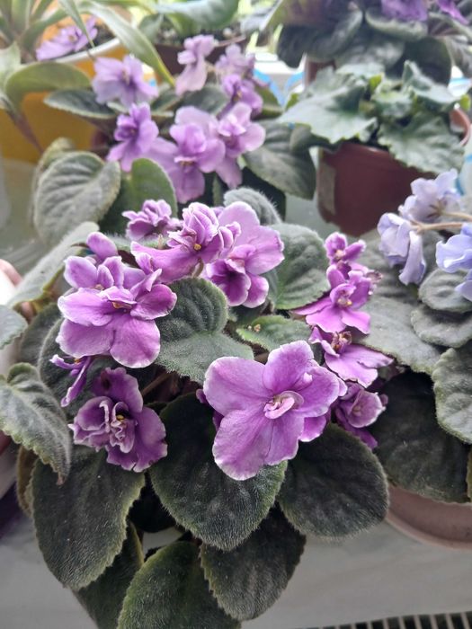 Пропуную молоді фіалки