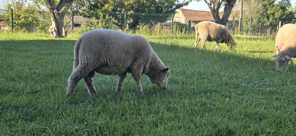 Borrego Ile de France cruzado com Merino