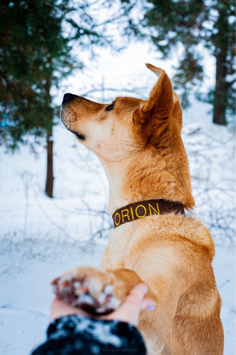 ORION - Do Adopcji!