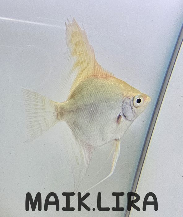 SKALAR PLATYNOWY – Perłowy blask i nieskazitelna biel