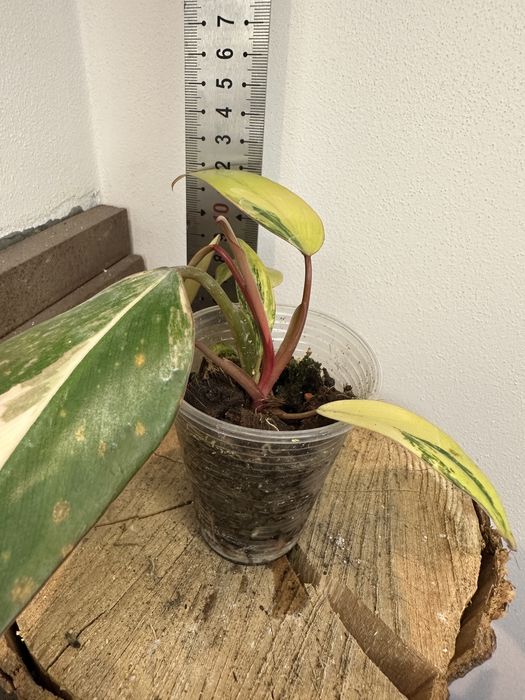 Філодендрон  Philodendron  Red Emerald var.