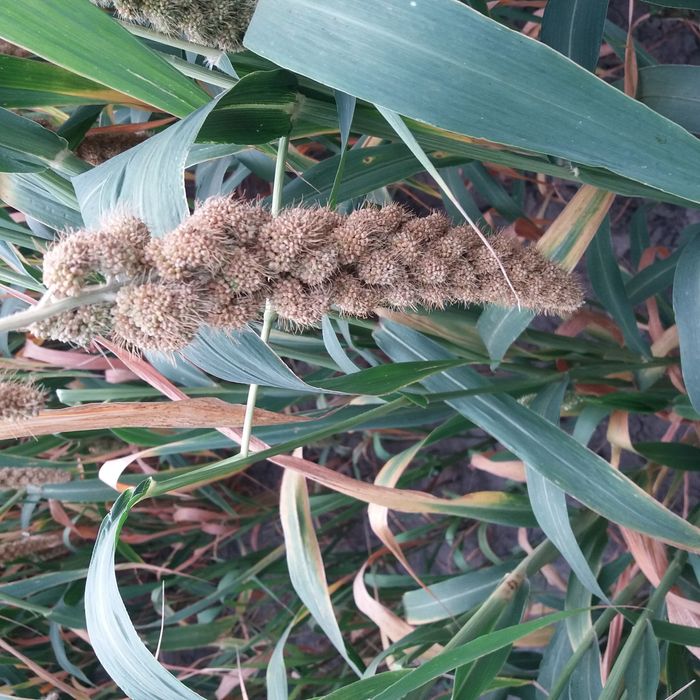 Просо чумыза в колосках