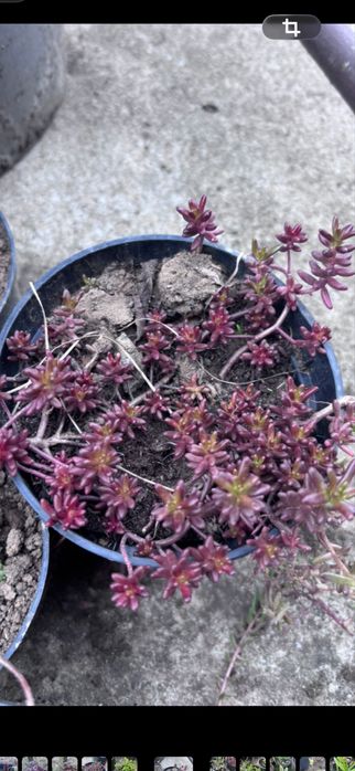 kwiatuszek doniczkiwy skalniaczek