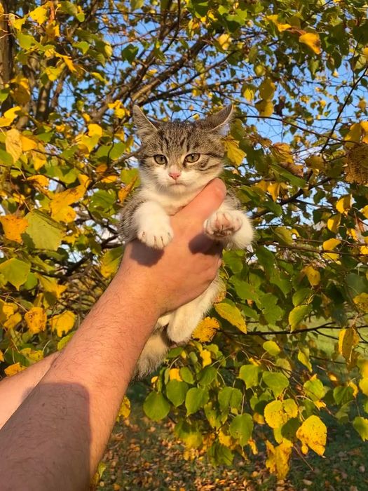Чудовий котик красунчик шукає люблячу сімʼю!