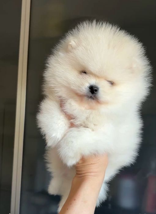 Szpic miniaturowy pomeranian biały kremowy