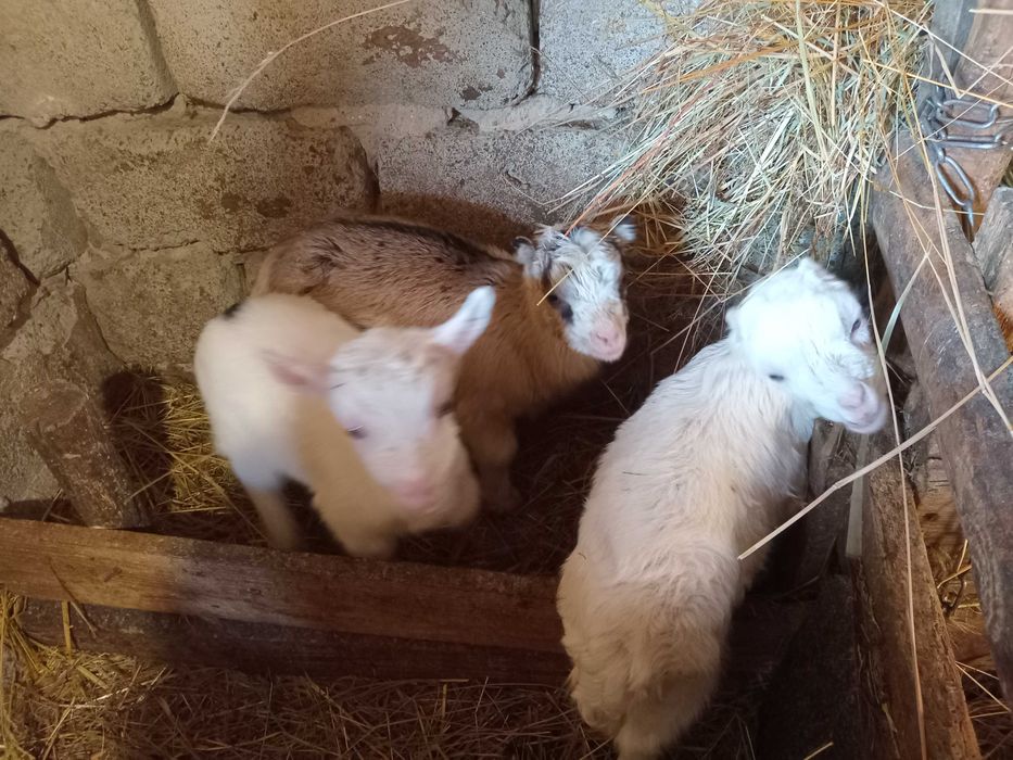 Продаються козенята від молочних кіз