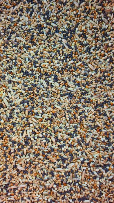 Mieszanka dla papug falistych, małych, kanarków i innych