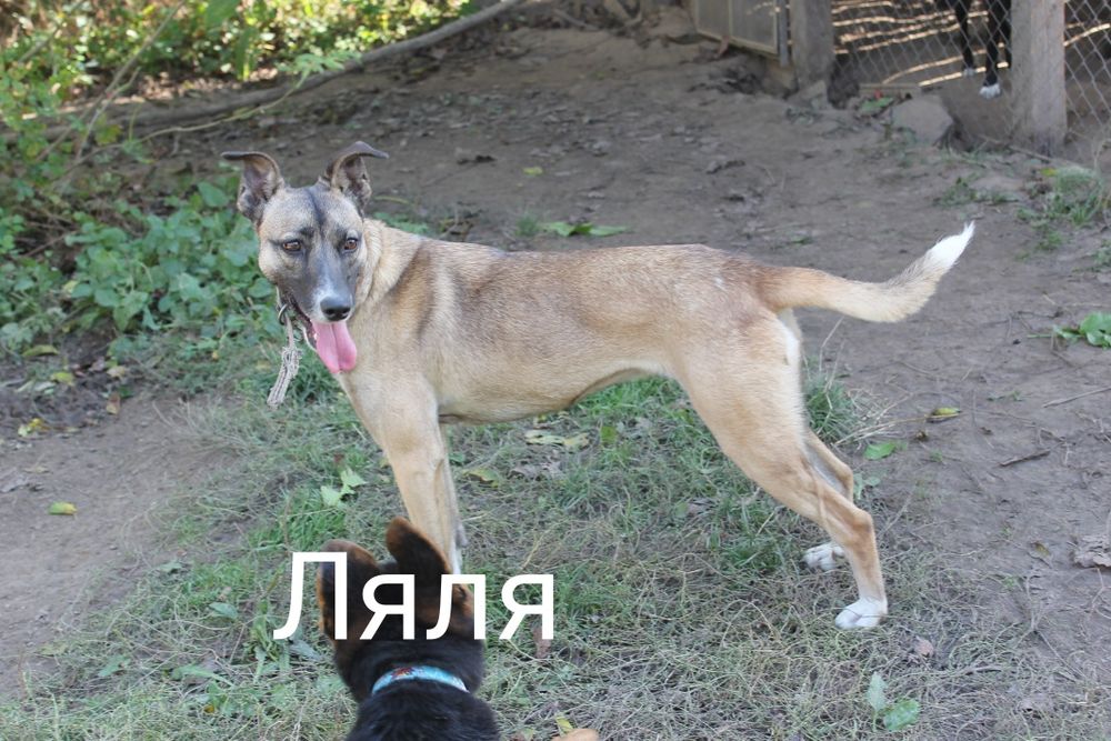 Ляля 2 года ,стерилизована