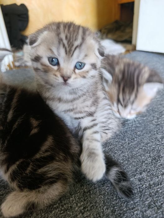 Продам породистих шотландських кошенят