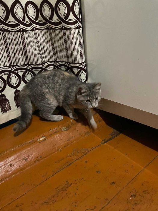 Грайливі Tabbi дівчатка красуні.