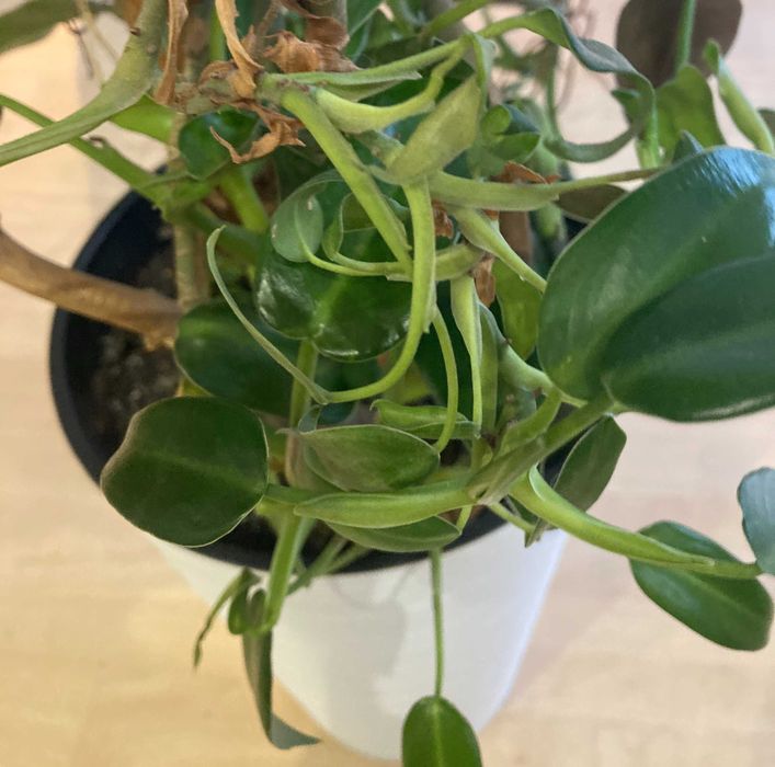 Piękny, zadbany, zdrowy filodendron