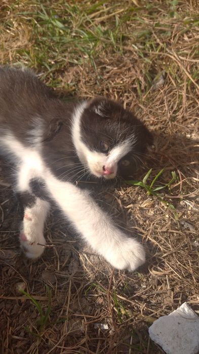 Котики потребують домівки!