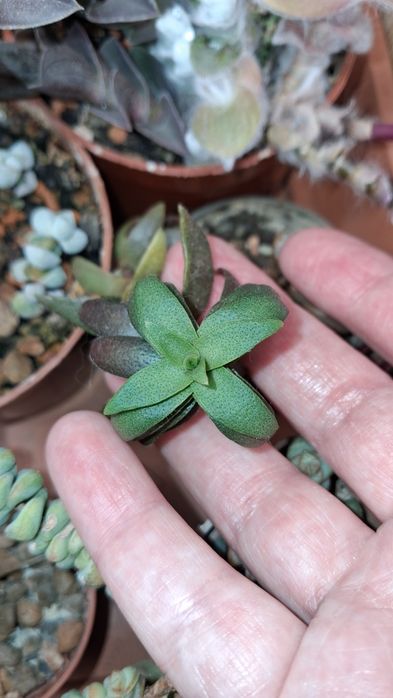 Красула (імовірно, capitella)