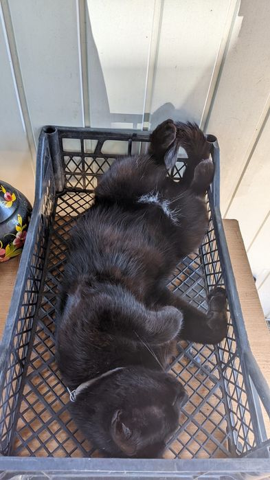 Пропал кот в районе Черевковки