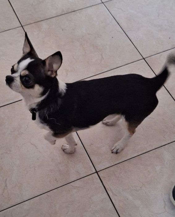Chihuahua suczka szczeniak