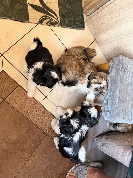 Sih tzu piekny piesek malutki
