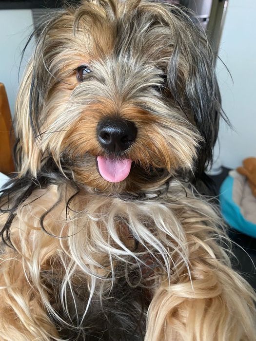 Yorkshire Terrier Adulta