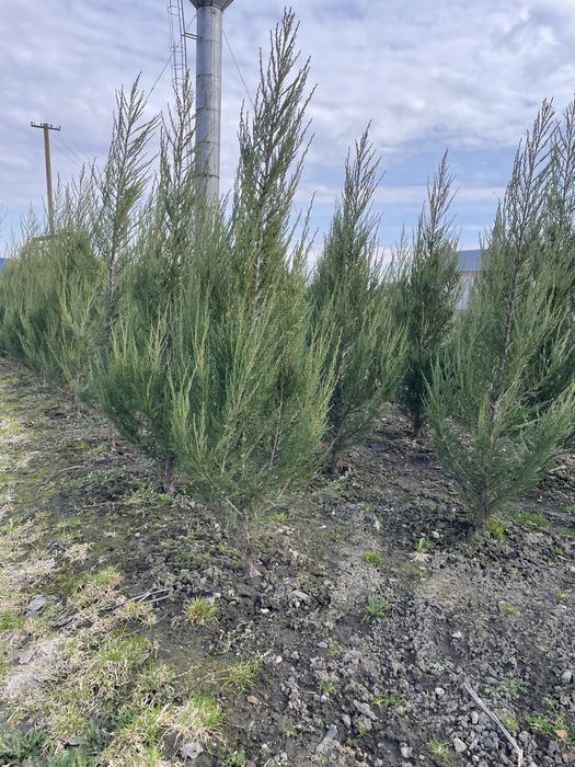 Ялівці для озеленення територіі.