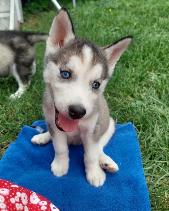Piesek Syberian Husky