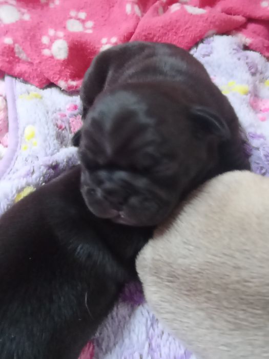 Mops mopsik grubasek