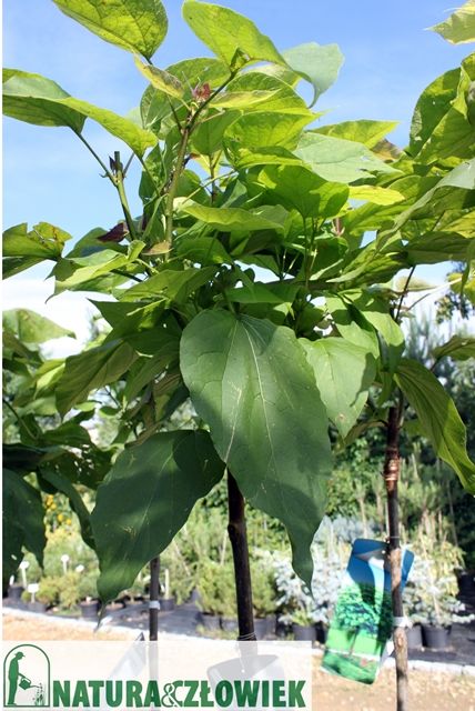 Drzewa alejowe klony graby brzozy catalpy wiązy PRODUCENT ŚLĄSK