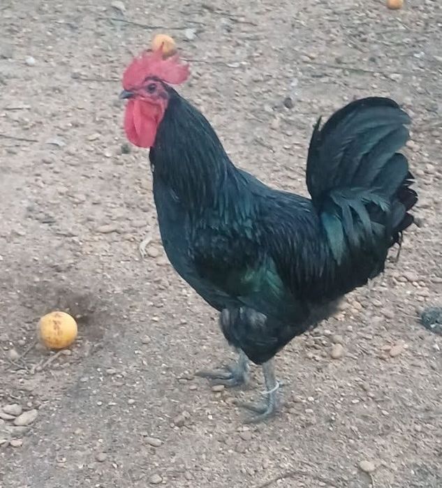 Ovos de galinhas de raça portuguesas