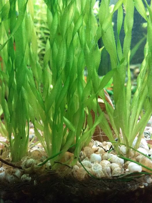 Валіснерія – перша рослина новачків