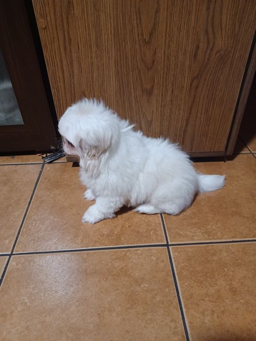 Szczeniak rasy pekińczyk