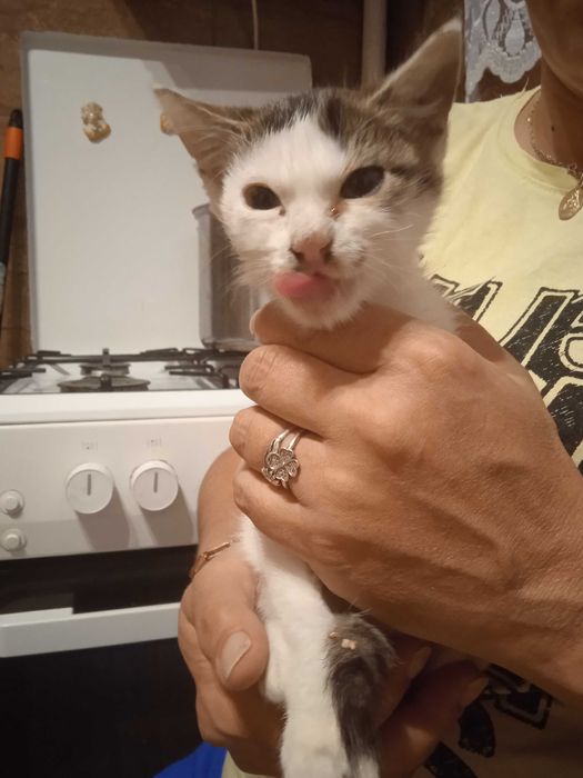 Oddam kota w dobre ręce