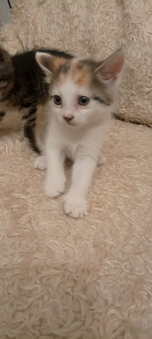 Віддам в добрі руки