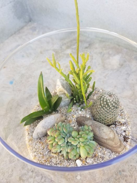 Arranjo de Suculentas