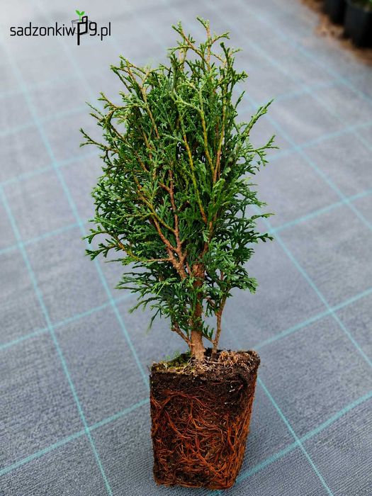 Tuja | Tuje | Tujki | Thuja occidentalis | Micky | P9 | 20-30 cm |  mocno ukorzeniona sadzonka