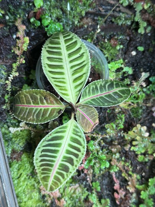 Labisia lemon lime paludarium terrarium