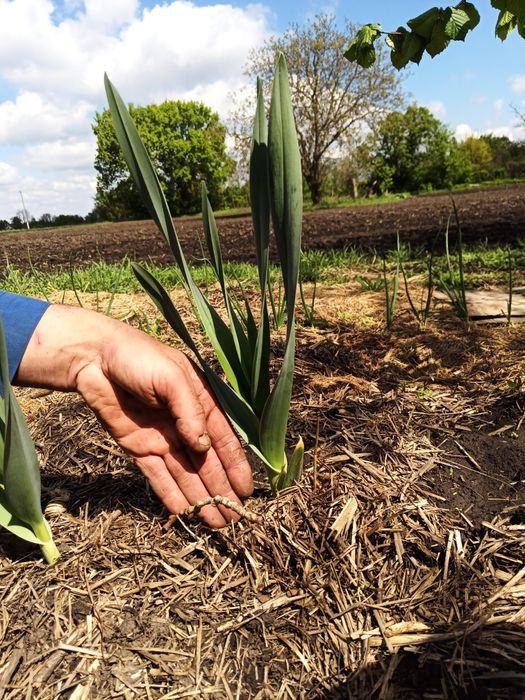 Часник  Карел чеської селекції,порцелянового сортотипу,